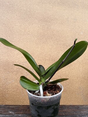 ORQUÍDEAS PHALAENOPSIS, Precio especial comprando más de 2