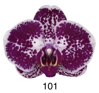 ORQUÍDEAS PHALAENOPSIS, Precio especial comprando más de 2