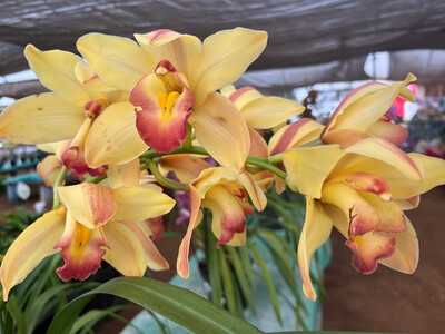 ORQUÍDEAS CYMBIDIUM