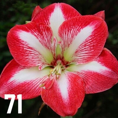 AMARYLLIS O AZUCENAS