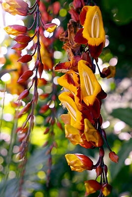 ENREDADERAS Y ARBUSTOS