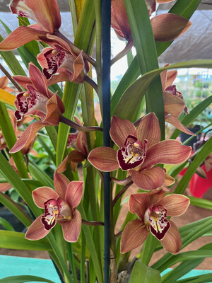 Orquídea Cymbidium Adulta, varios bulbos