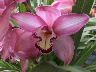 Orquídea Cymbidium Joven, 1 bulbo
