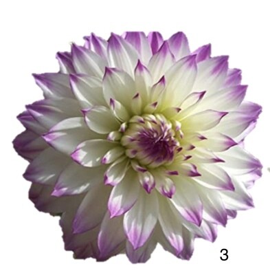 Bulbos de Dalia
