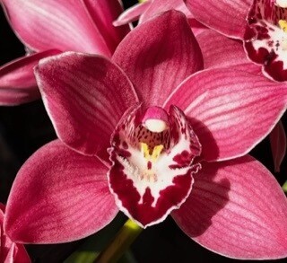CYMBIDIUM ADULTA SIN VARA FLORAL