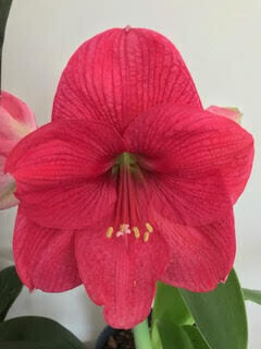 AMARYLLIS DE BULBO CHICO