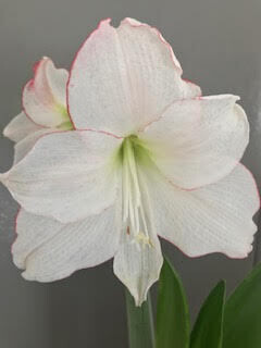 AMARYLLIS DE BULBO GRANDE