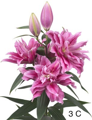 Bulbo de Lilis, Lilys, Lilium