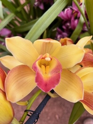 Orquídea Cymbidium Joven, 1 bulbo
