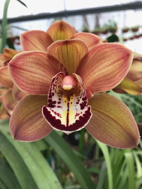 &quot; PROMO &quot; Orquídea Cymbidium Adulta y joven juntas a super precio