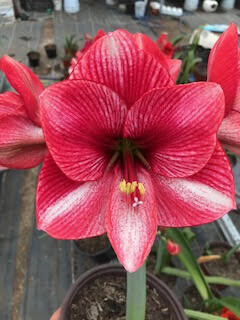 Bulbos de Azucenas o Amaryllis medianos
