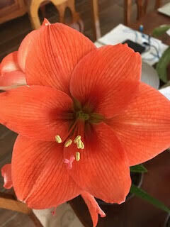 Bulbos de Azucenas o Amaryllis medianos