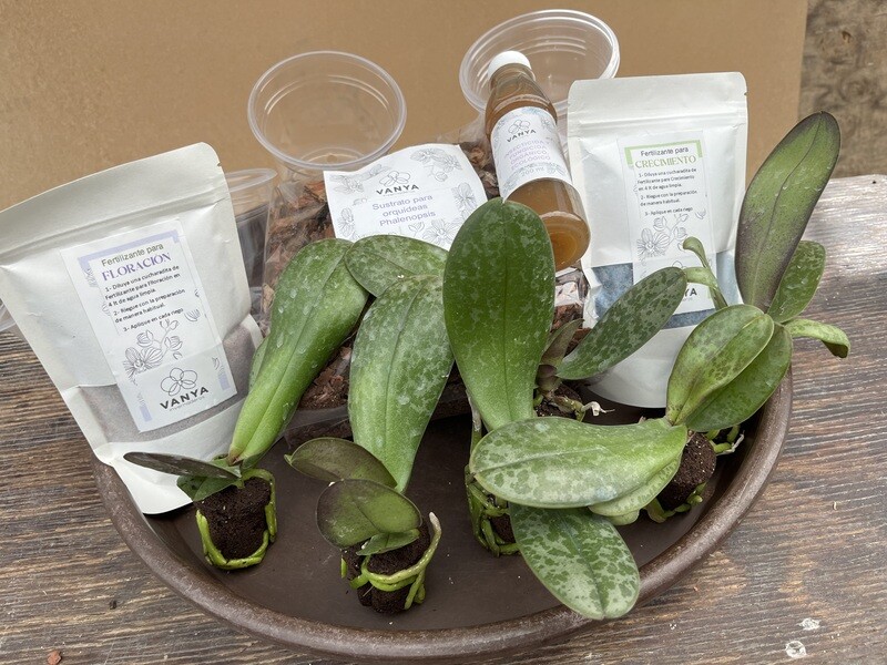 Orquídeas Phalaenopsis 6 Plantas + Kit De Cuidados Gratis