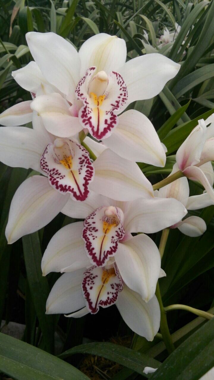 " PROMO " Orquídea Cymbidium Adulta y joven juntas a super precio, ELIGE ACÁ LA QUE TE GUSTE: M