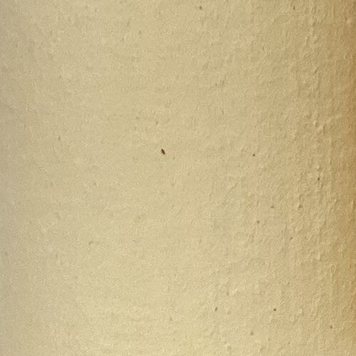 Venetian Stucco Pale Yellow, Natural Clay, Italian VWC5ml