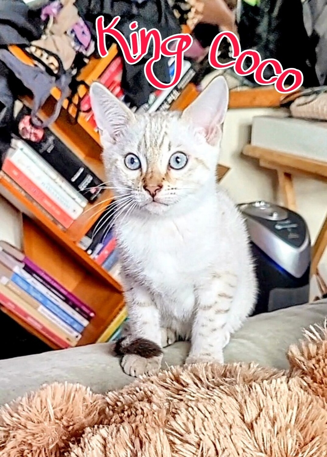 King Coco