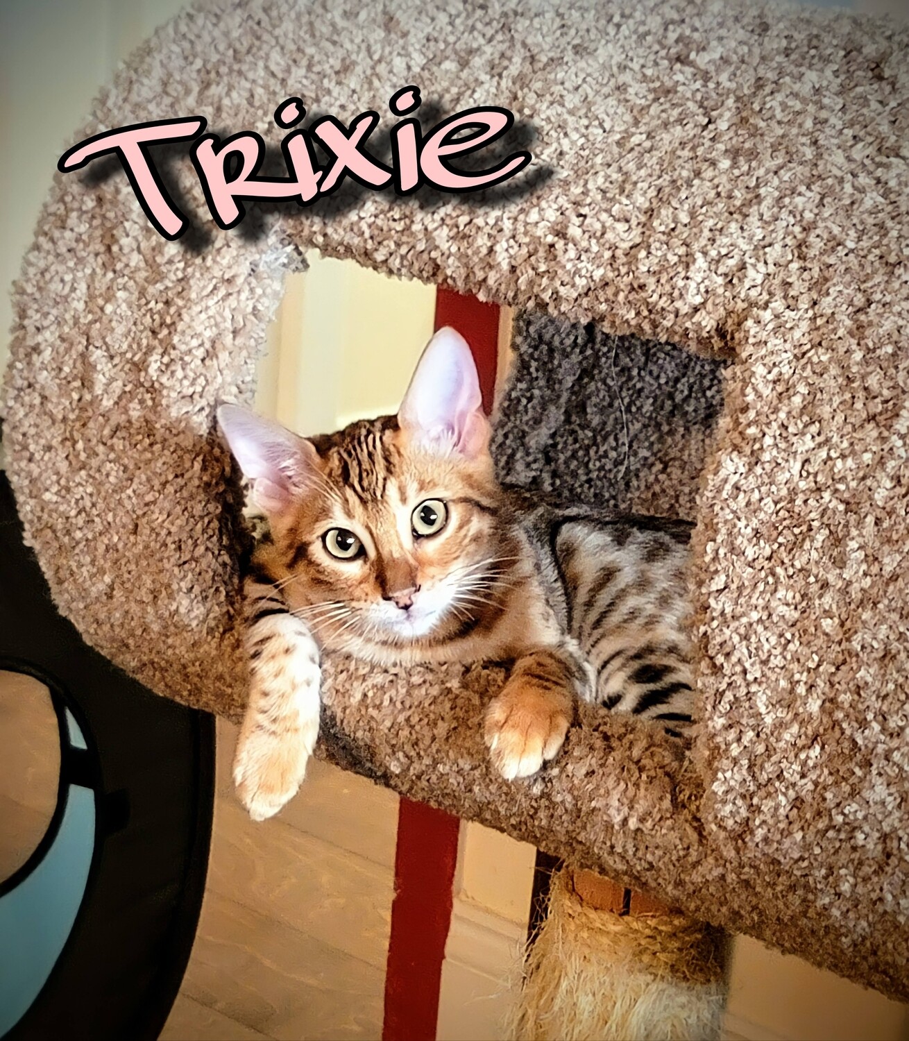 Queen Trixie