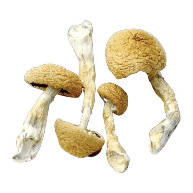 Hillbilly Magic Mushrooms (Hillbilly)