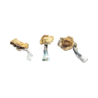 Koh Samui Magic Mushrooms (Koh Samui)