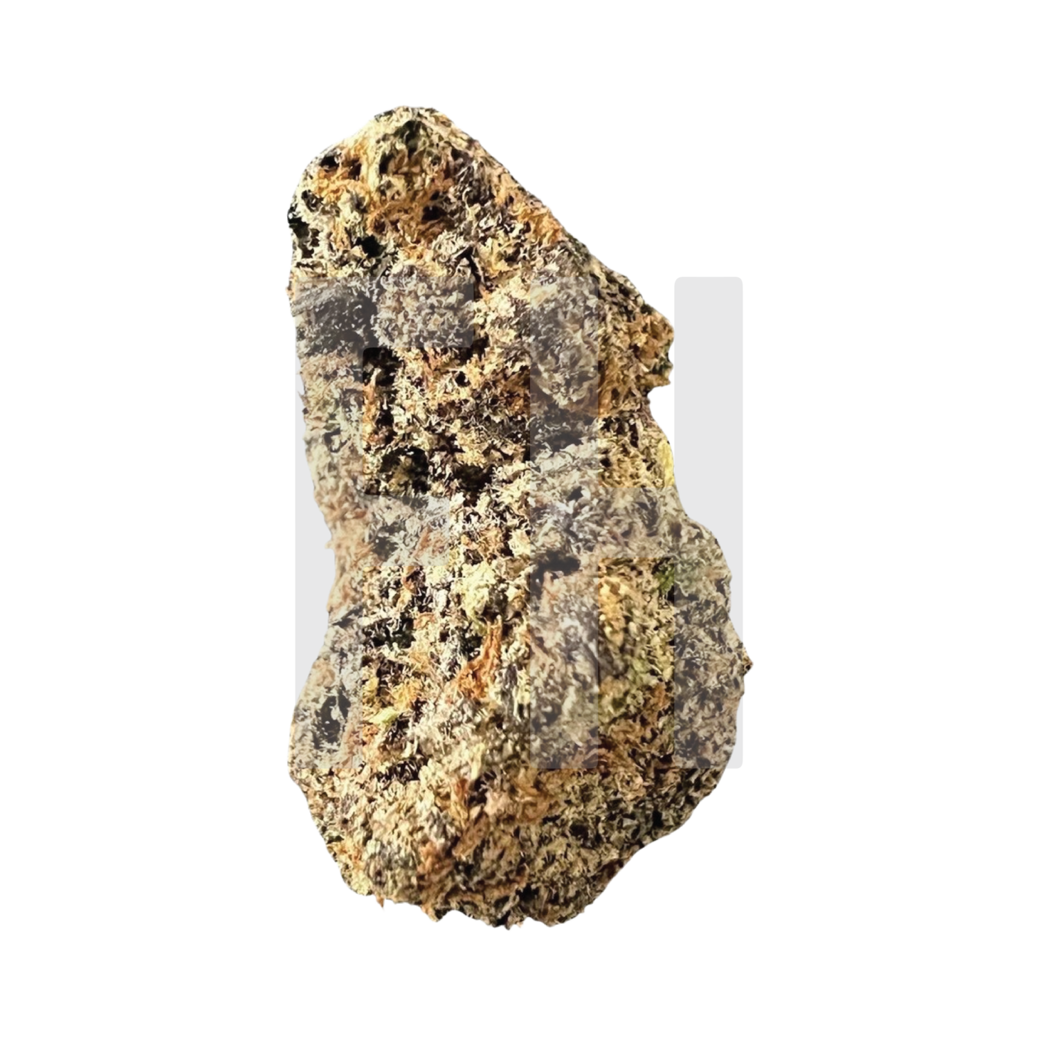 [Top Shelf] GT Dragon Indica