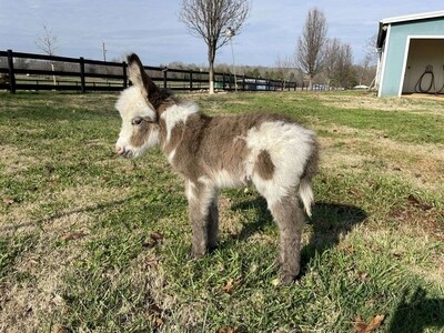 stunning mini jack foal