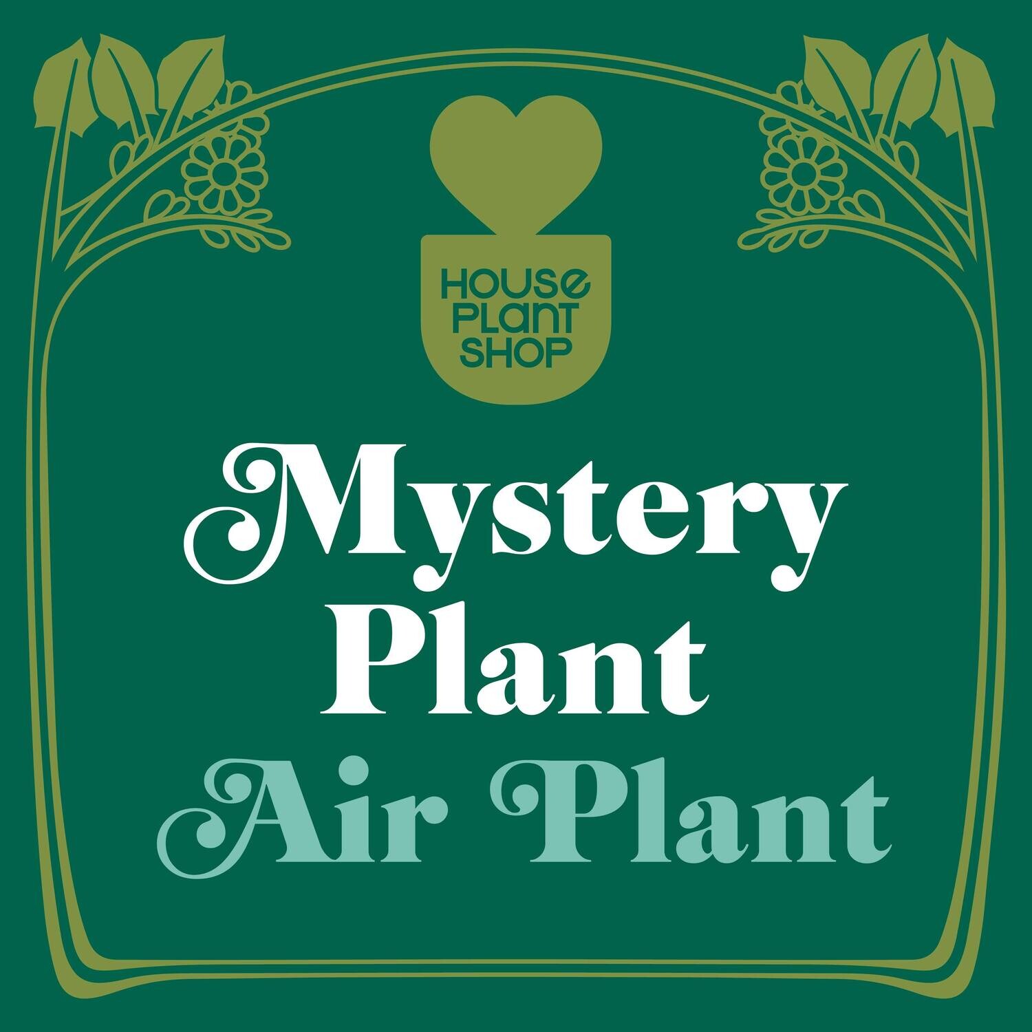 Mystery Air Plant (エアプラント)
