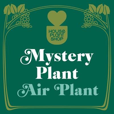 Mystery Air Plant (エアプラント)