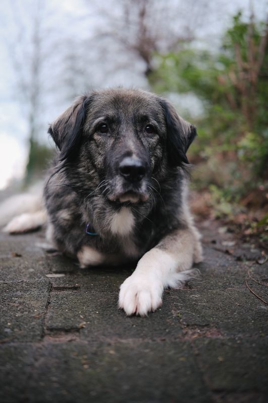 Hospitationen für HundewerkerInnen