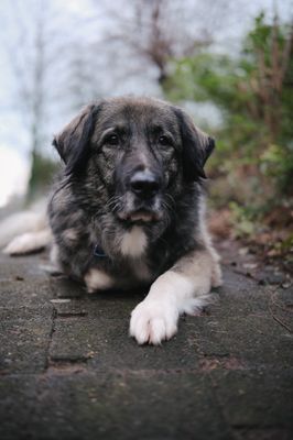 Hospitationen für HundewerkerInnen