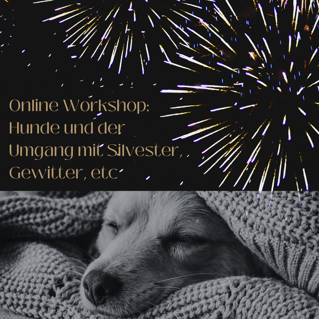 Ich glaub es knallt! Online Workshop zum besseren Umgang mit Unwetter und Feuerwerk