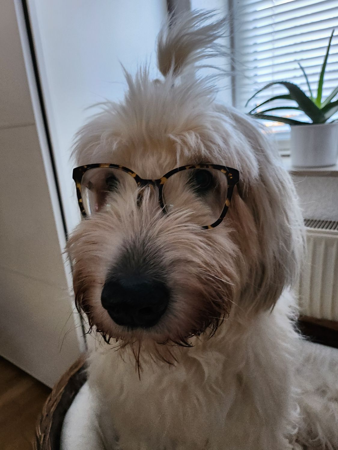 Ersttermin / Anamnese / Verhaltensberatung