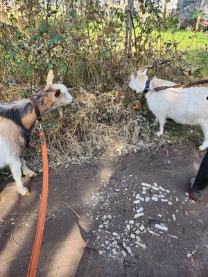 Ziegenwanderung
