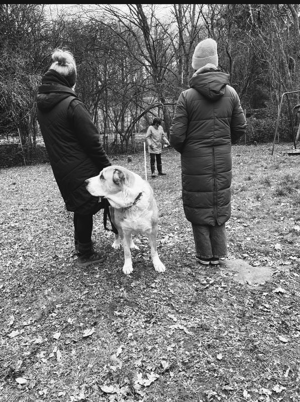 Schnuppertag Ausbildung zum/r HundetrainerIn