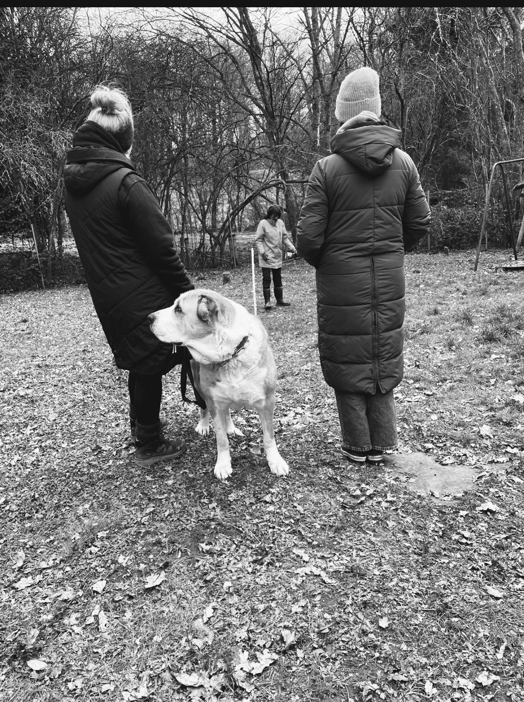 Schnuppertag Ausbildung zum/r HundetrainerIn
