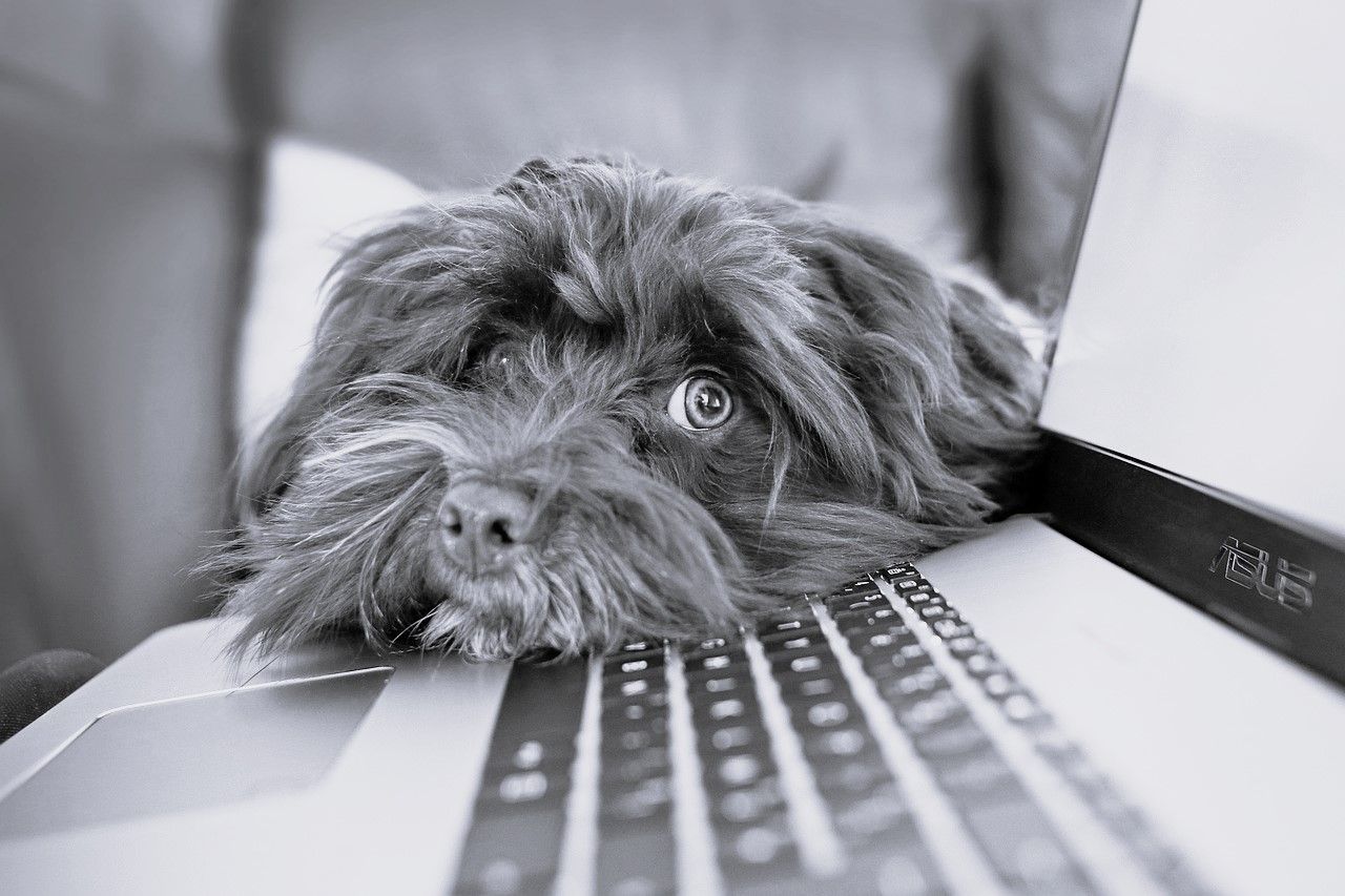 Unsere Sommer-Online-Workshops
