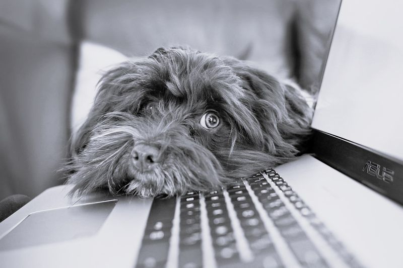 Unsere Sommer-Online-Workshops