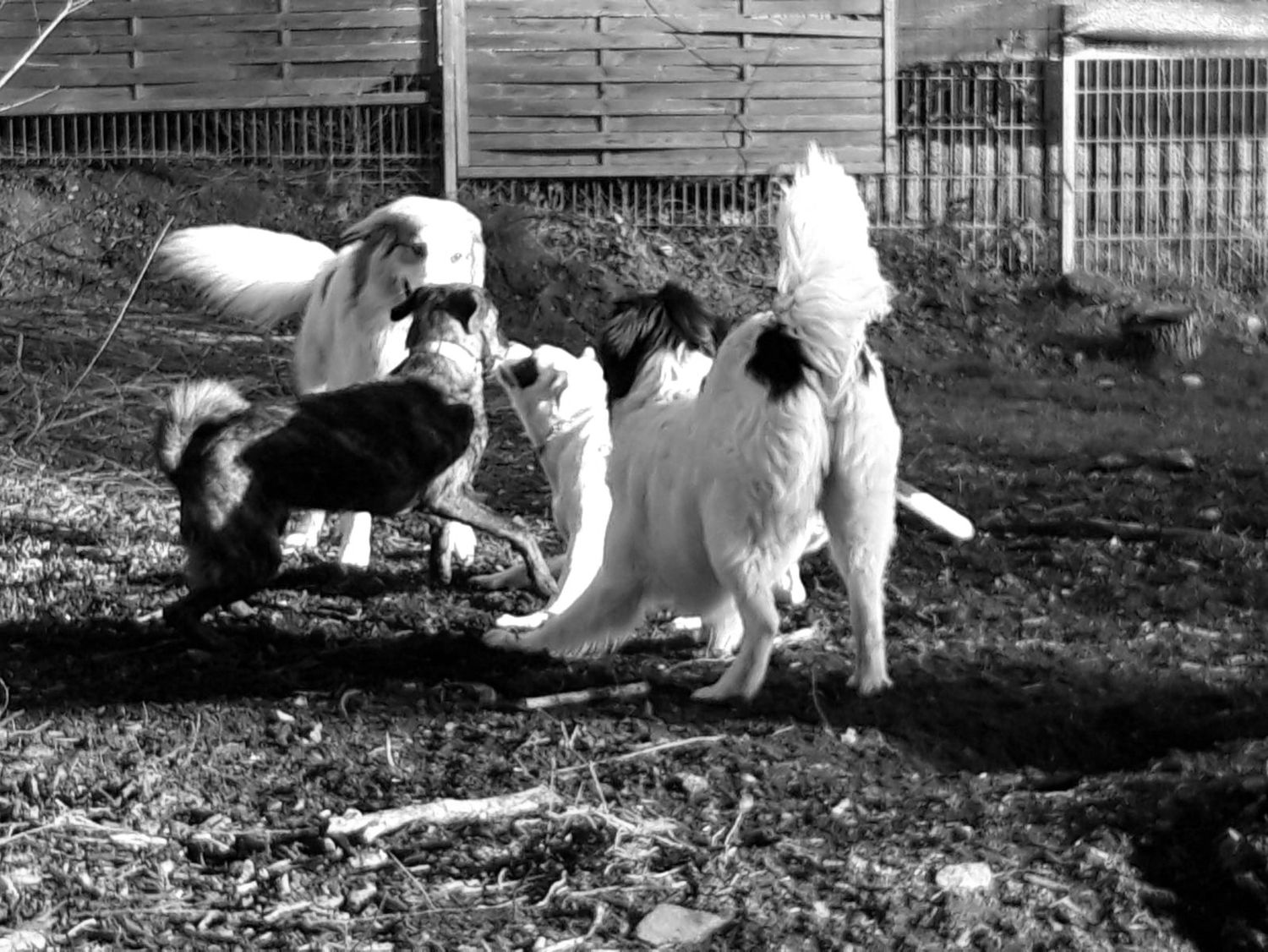 Praxis-Workshop Dogwatching / Saarland
