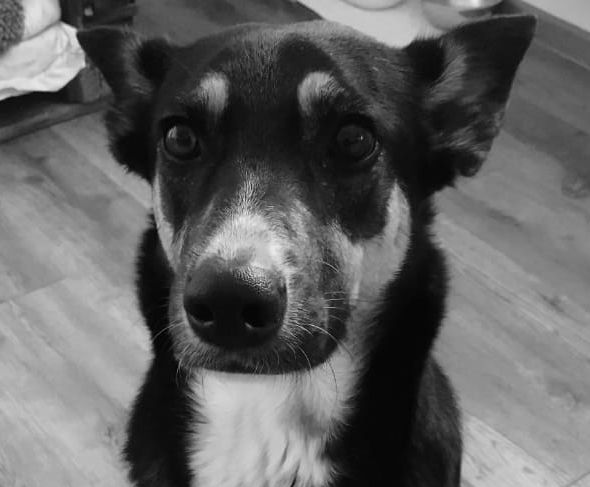 Dein Hund - Dein Thema - Deine Zeit: Der Online Workshop für Dich und Dein &quot;Hundeproblem&quot;