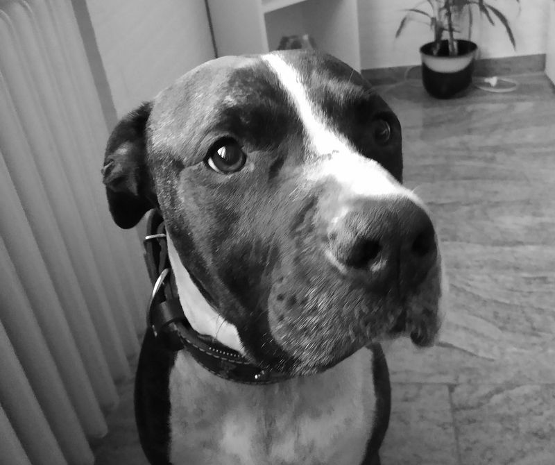 Ersteinschätzung zur Einstufung Deines Hundes als gefährlicher Hunde nach PolizeiVO