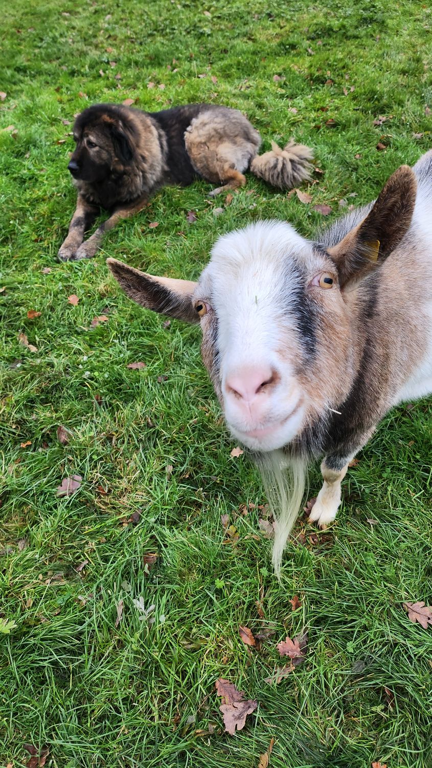 Herdenschutzhund-Woche
