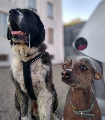 Supervision für HundetrainerInnen (Online) Supervision für HundetrainerInnen (Online)