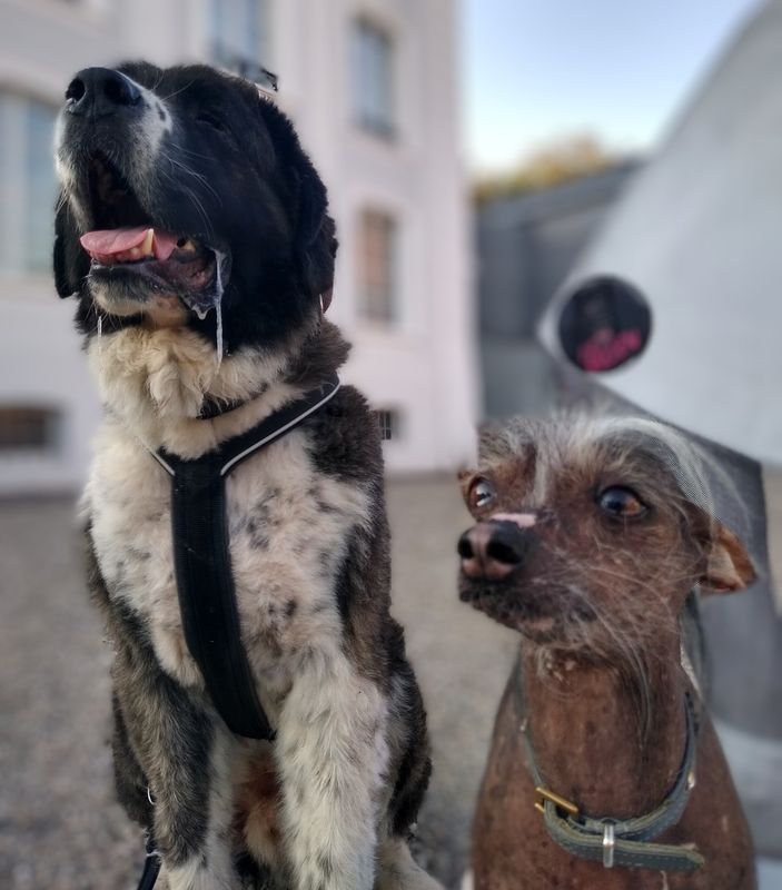 Supervision für HundetrainerInnen (Online) Supervision für HundetrainerInnen (Online)
