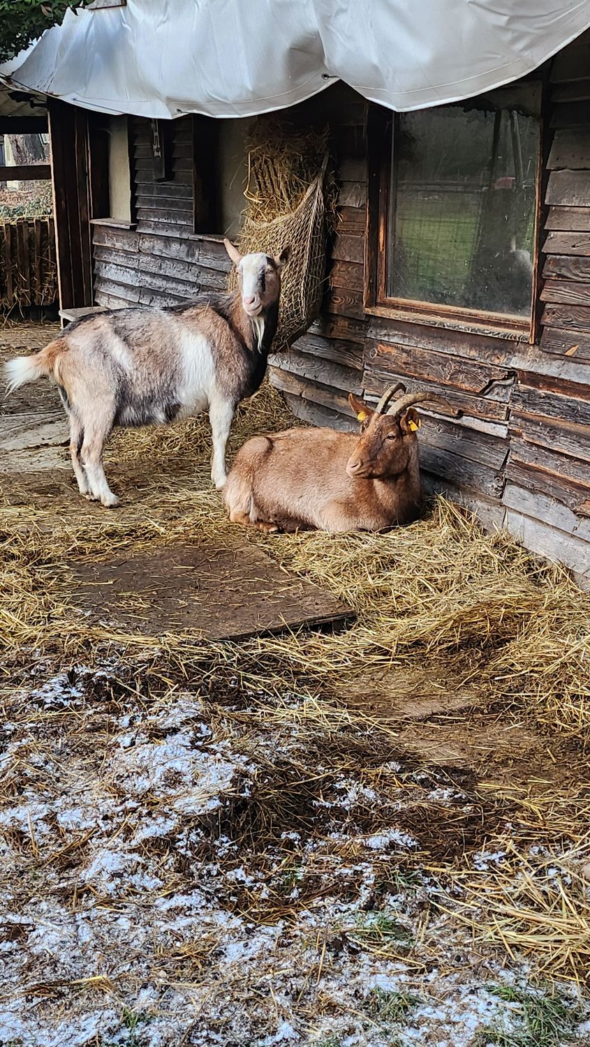 Raus aus dem Alltag: Dein Ziegen-Escape