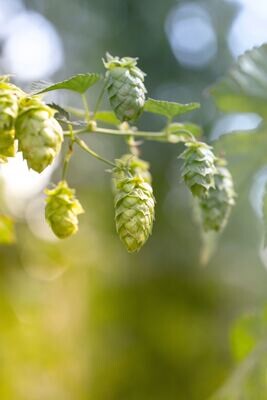 Release Tincture Blend