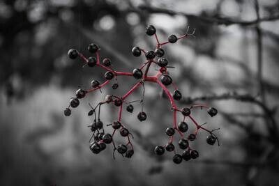 Resilience Tincture Blend