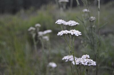 Yarrow Salve
