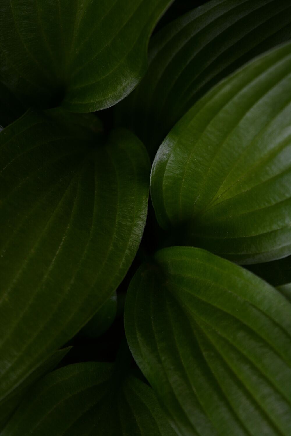 Plantain Salve