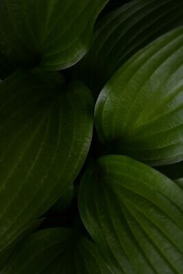 Plantain Salve