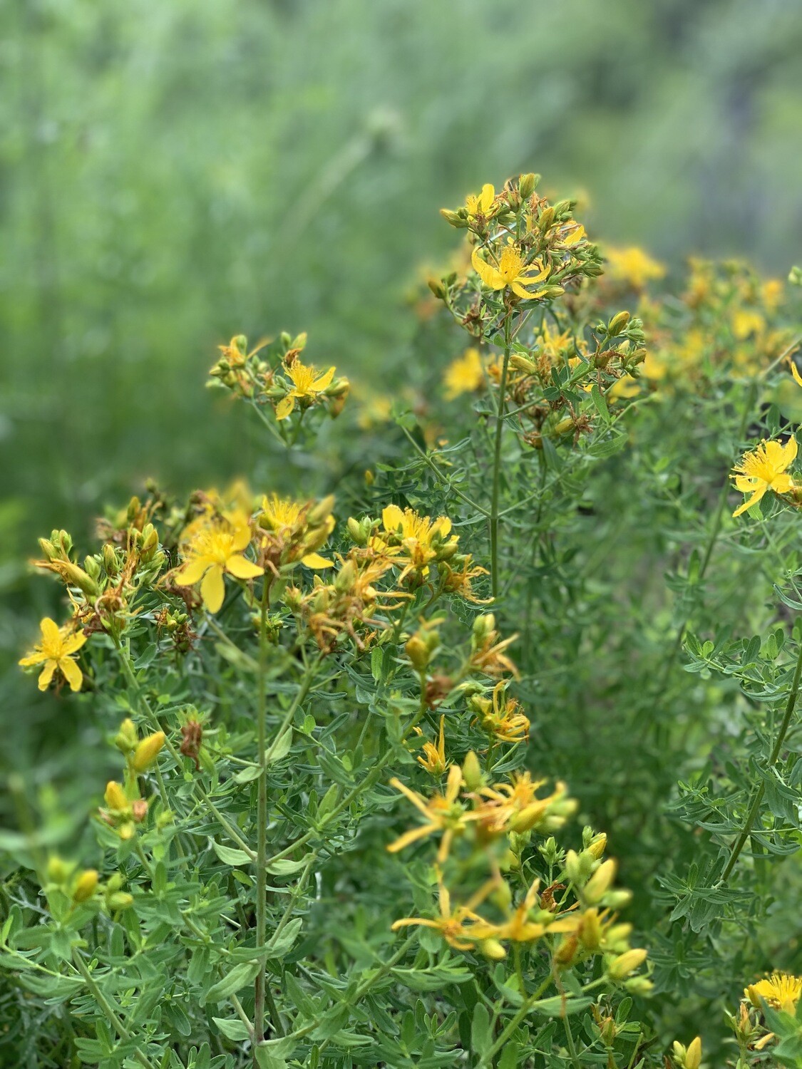 St John&#39;s Wort Salve