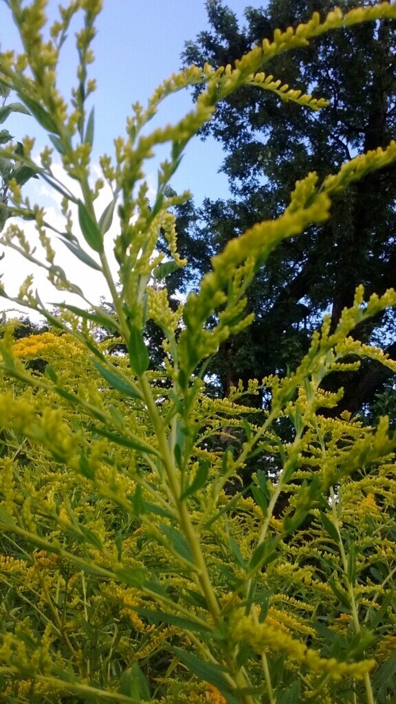 Goldenrod (Solidago canadensis)